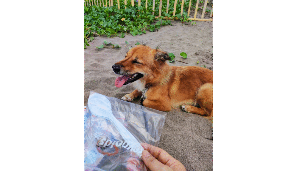 ビーチにて、愛犬タネと車のダッシュボードから出てきたスプーンセット